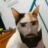 davyc70